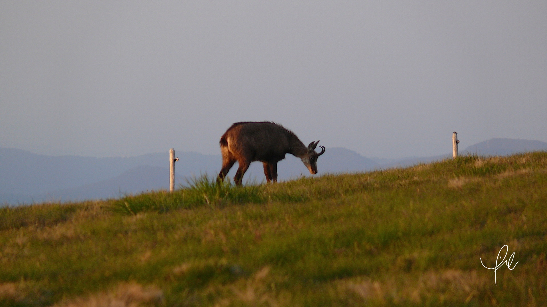 A la rencontre des chamois des Vosges Station Nature